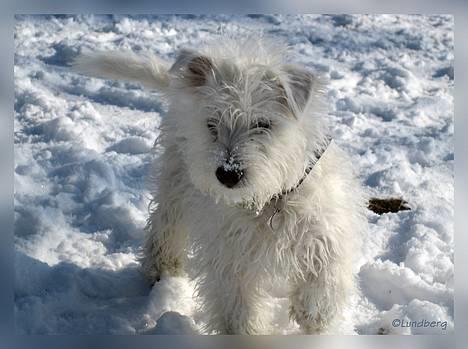 West highland white terrier Chewbacca - 7. marts. -Chewbacca leger i sneen :-) (ca. 18 uger gammel).  billede 6
