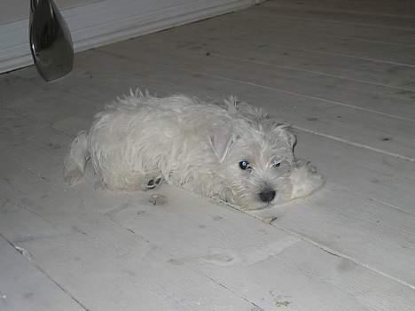 West highland white terrier Chewbacca - C hewbacca d. 4. januar (9½ uge gammel).  billede 7