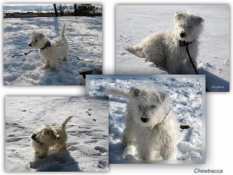 West highland white terrier Chewbacca - Chewbacca i sneen - 7. marts  billede 8