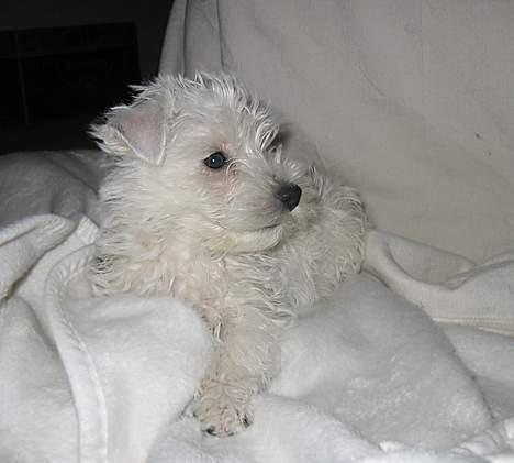 West highland white terrier Chewbacca - D. 3. jan. -Her er min pels lige blevet vasket lidt med en vaskeklud -De sagde jeg var ret bebskidt?!  billede 9