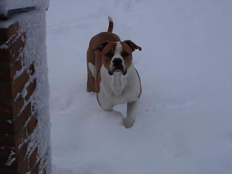 Amerikansk bulldog Holmegaards Scheik billede 3