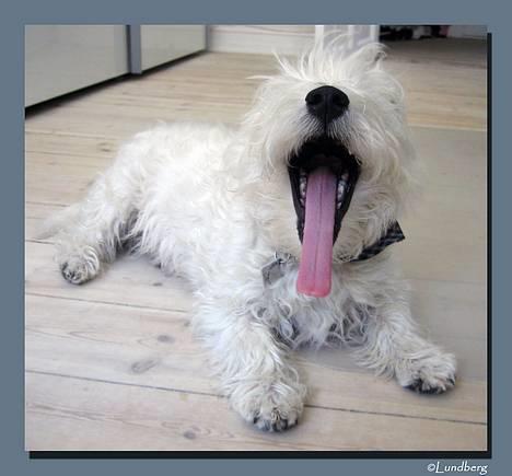 West highland white terrier Chewbacca - Se min laaaangeee tunge ;o) - Chewbacca 6 mdr.  billede 10