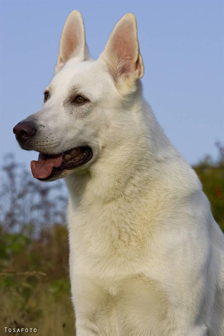 Hvid Schweizisk Hyrdehund Kappelgaards Tyson *RIP* - 2008 billede 1
