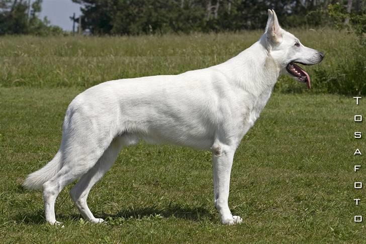 Hvid Schweizisk Hyrdehund Kappelgaards Tyson *RIP* - Tosafoto d. 9. juni (Så fik mor endelig sit standfoto he he) 2006 billede 2