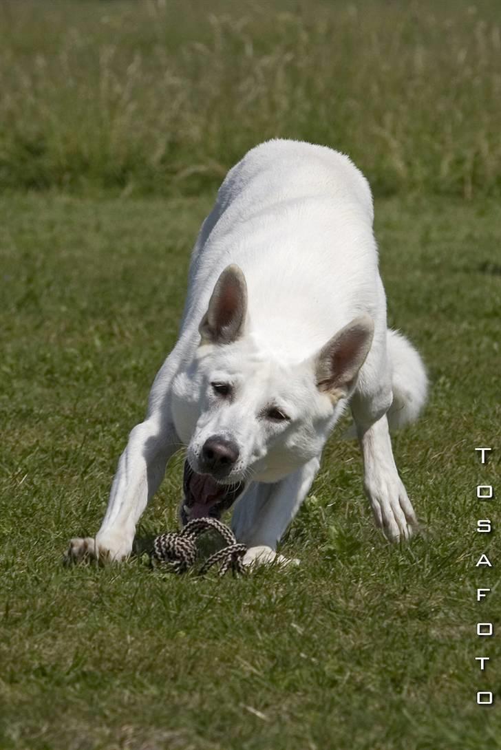 Hvid Schweizisk Hyrdehund Kappelgaards Tyson *RIP* - 2006 billede 3