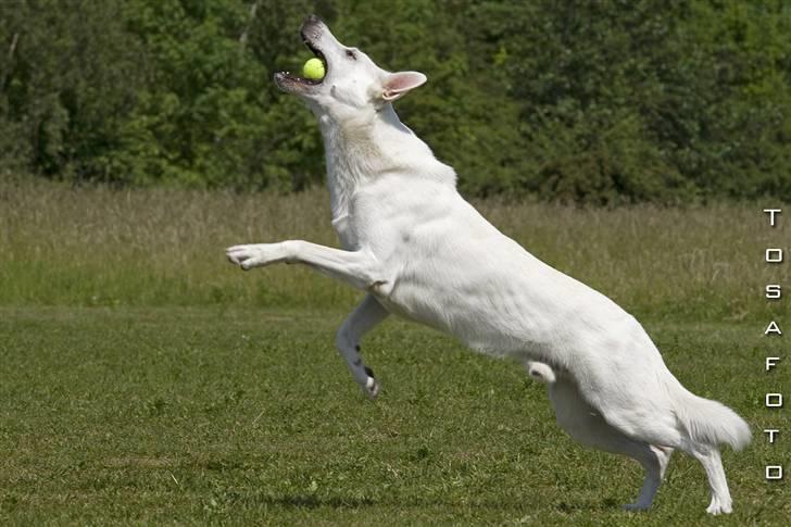 Hvid Schweizisk Hyrdehund Kappelgaards Tyson *RIP* - 2006 billede 4