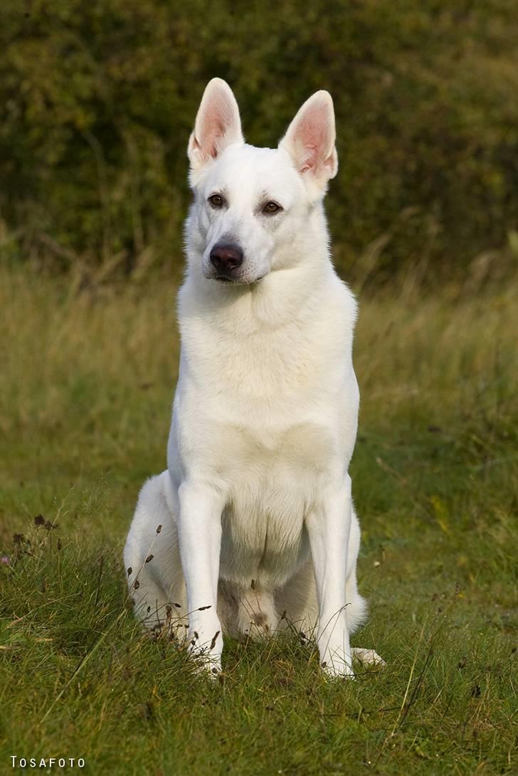 Hvid Schweizisk Hyrdehund Kappelgaards Tyson *RIP* - 2008 billede 6