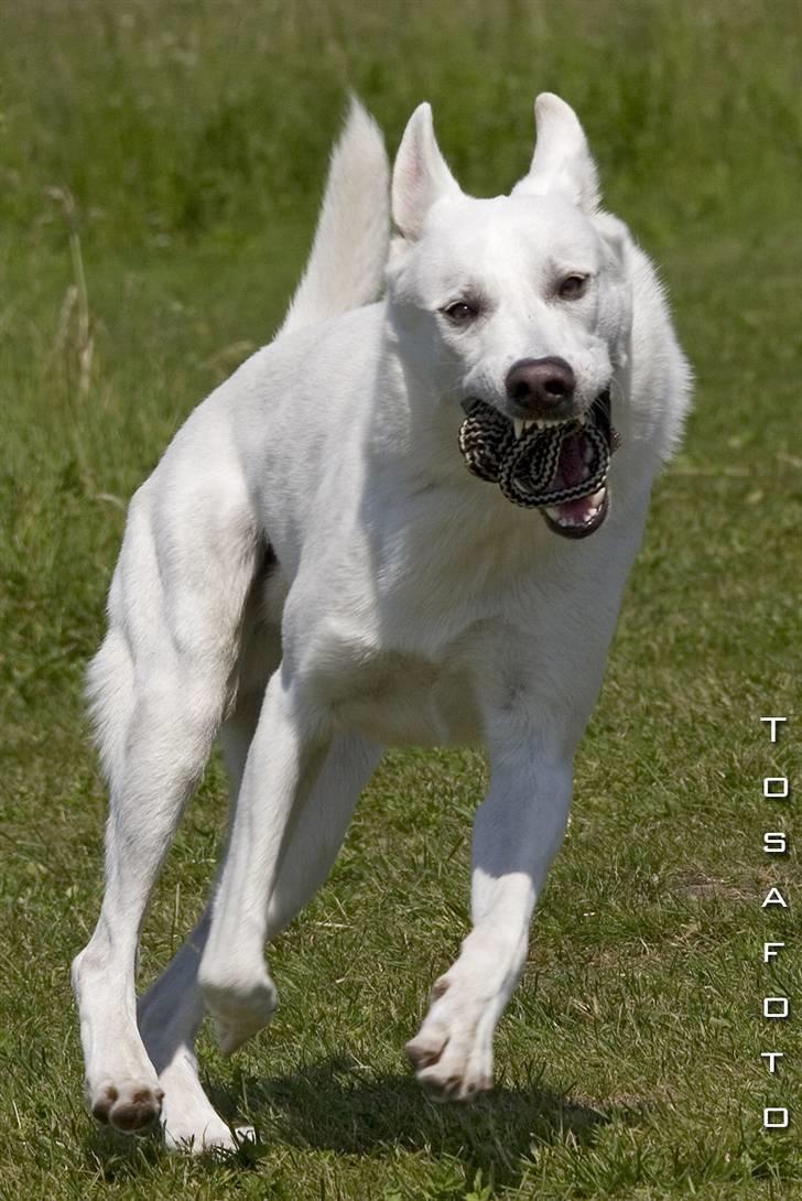 Hvid Schweizisk Hyrdehund Kappelgaards Tyson *RIP* - 2006 billede 7