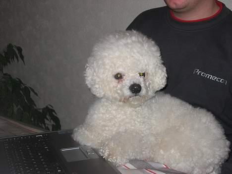 Bichon à poil frisé Baloo - d. 3-1-06 billede 16