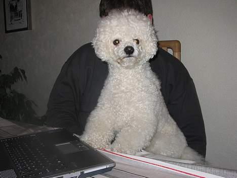 Bichon à poil frisé Baloo - d. 3-1-06 billede 17