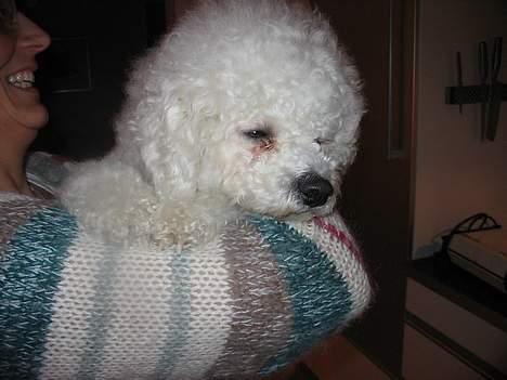Bichon à poil frisé Baloo - d. 3-1-06 sover på mors arm..  billede 18
