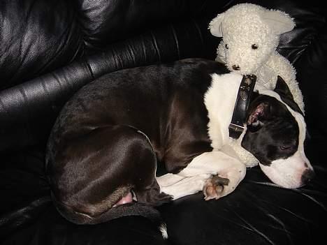 Amerikansk staffordshire terrier Buzz † 4. Oktober 2006  billede 14