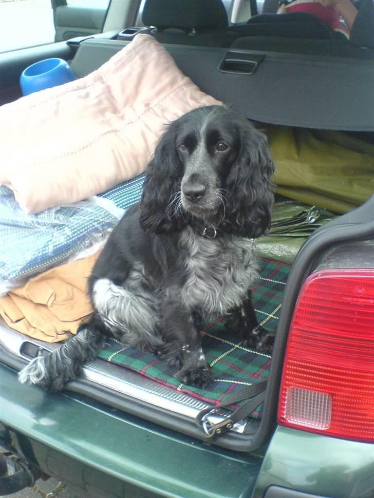 Cocker spaniel Sille <3 - Musen klar til at køre på camping d: billede 3