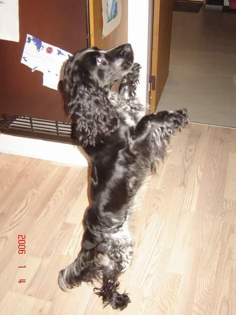 Cocker spaniel Sille <3 - Hahah , min lille cirkusmus (: billede 4