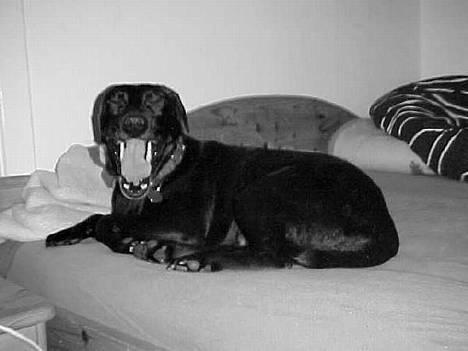 Blanding af racer Labrador og andet   Max - Han tror vist at han er en lille løve   billede 1