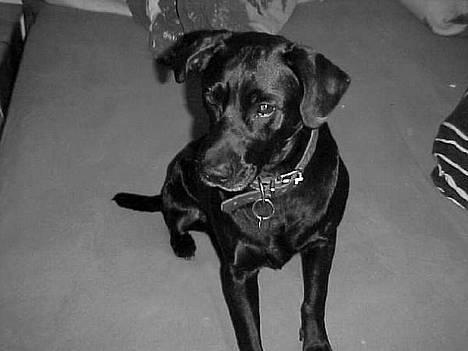 Blanding af racer Labrador og andet   Max - er han ikk Dejlig billede 2