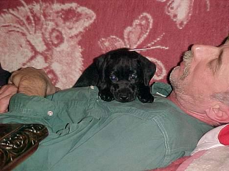 Blanding af racer Labrador og andet   Max - Da max var lille..  billede 3