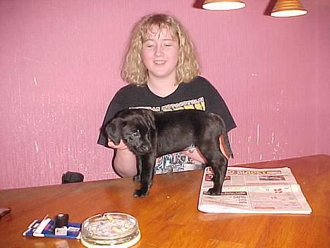 Blanding af racer Labrador og andet   Max - Glem mig, ved jeg ligner lort, tænk på at det er 6år siden. men se lii max.. han var sku sød billede 4