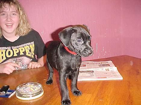 Blanding af racer Labrador og andet   Max - i bedes igen se væk fra håret og rette blikket mod den lille skat, max. billede 5