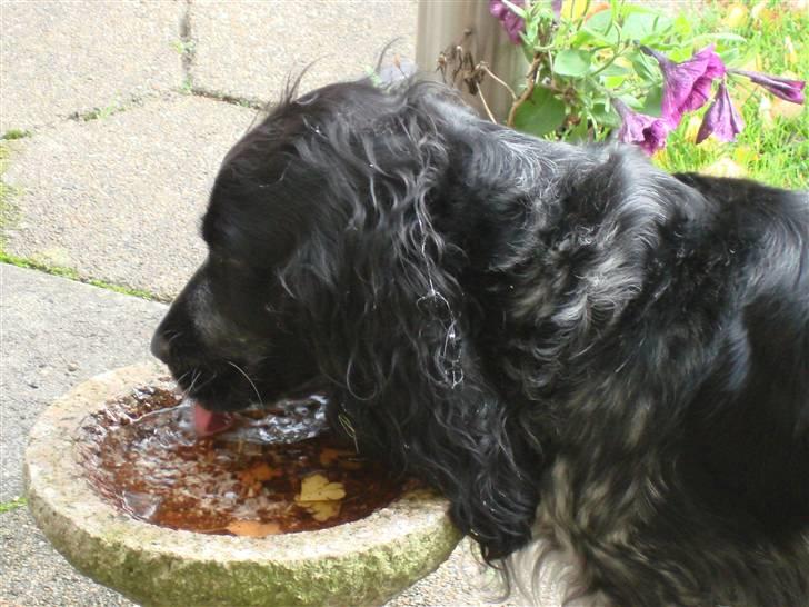 Cocker spaniel Sille <3 - Haha , en glad lille mus?! ;) billede 5