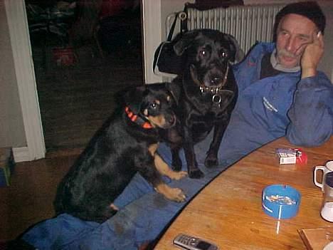 Blanding af racer Labrador og andet   Max - Hundene har været med far ude ved lastbilen... Max, Tyson og far billede 6