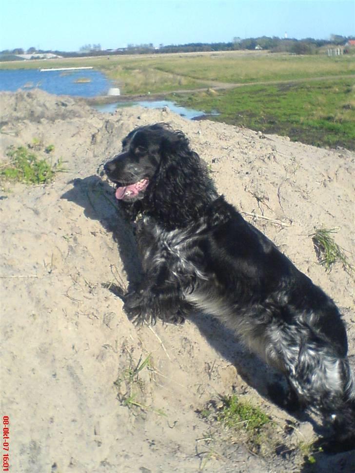 Cocker spaniel Sille <3 - Sille leger bjergbestiger d; billede 6