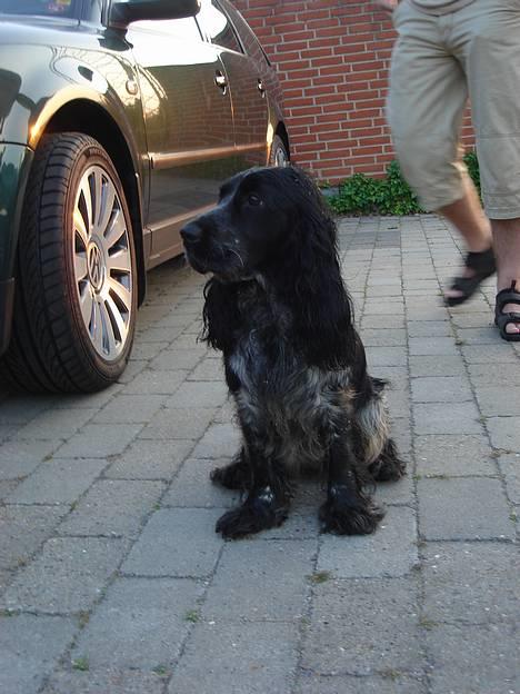 Cocker spaniel Sille <3 - - Efter en tur ved søen (: billede 7