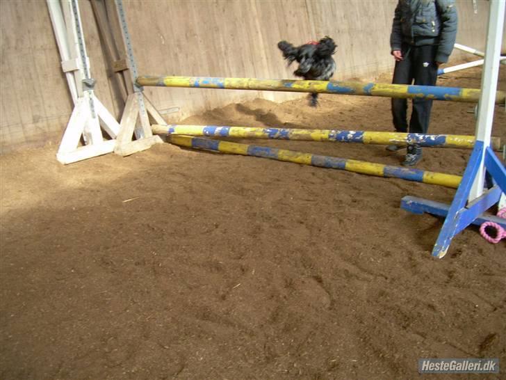 Cocker spaniel Sille <3 - duuumbo (: billede 8