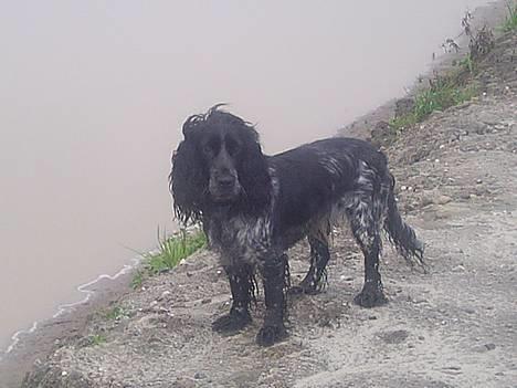 Cocker spaniel Sille <3 - Musen ved søen , - rigtig godt billed (: billede 9