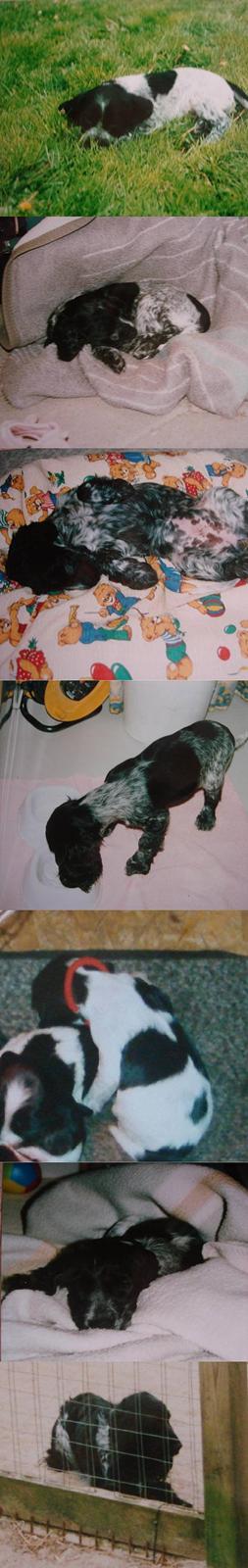 Cocker spaniel Sille <3 - Baby´sille (: hihi .. Det sidste billed er hendes mor , - sys hun ligner hende meget ? billede 10