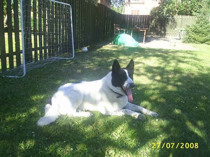 Blanding af racer basse:-* - Velkommen til min profil<3;D billede 1