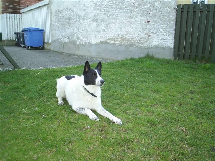 Blanding af racer basse:-* - Nu er jeg klar, Bar kast....:b billede 2