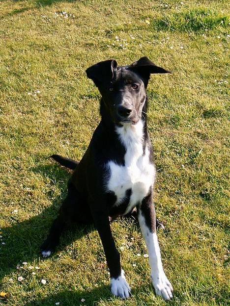 Blanding af racer Elvis - Jeg er kongen over haven haha :) er jeg ikk flot hva piger?  billede 1