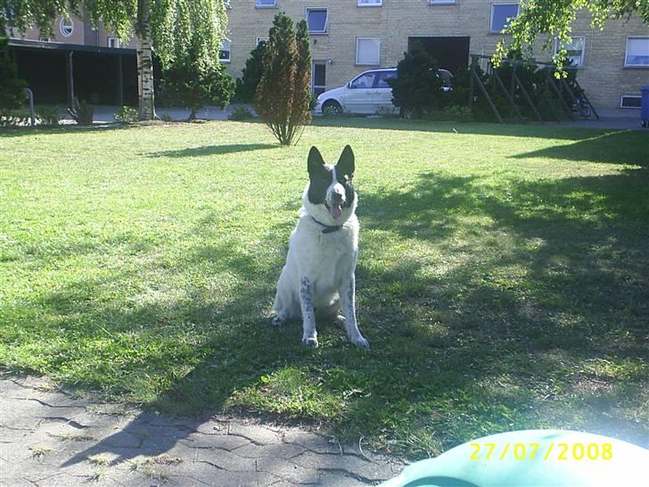 Blanding af racer basse:-* - her venter jeg på min over dejlige bold;D billede 3