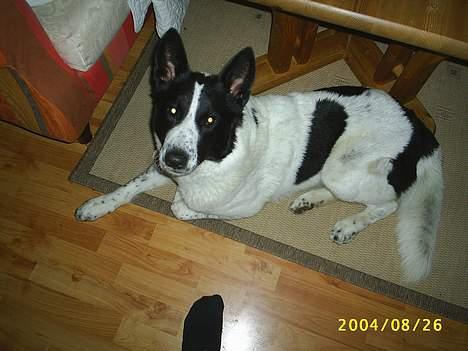 Blanding af racer basse:-* - her er jeg ca. 1½ år gammel:D billede 4