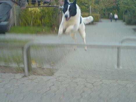 Blanding af racer basse:-* - leger hest med min stor søster<3;D billede 5