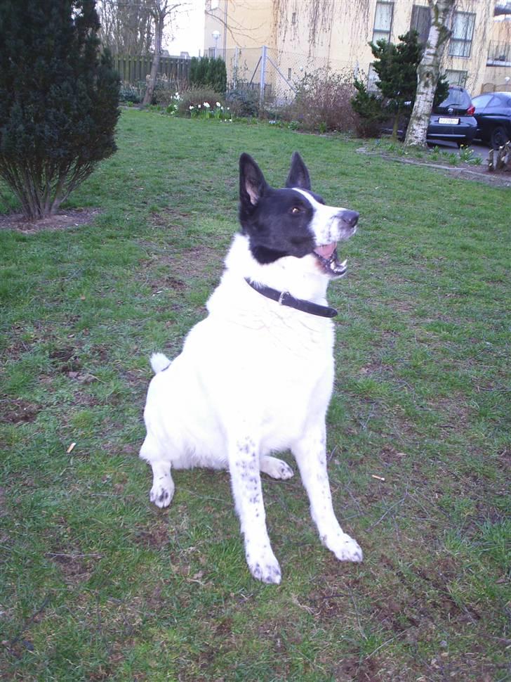 Blanding af racer basse:-* - Det er godt hårdt at løbe og savle på samtidxD billede 6