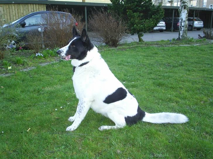 Blanding af racer basse:-* - Her er jeg mega koncentreret og glemte min tunge!!:* billede 7