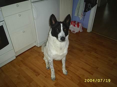 Blanding af racer basse:-* - Jeg kan sit....Er mega dygtig:b billede 9