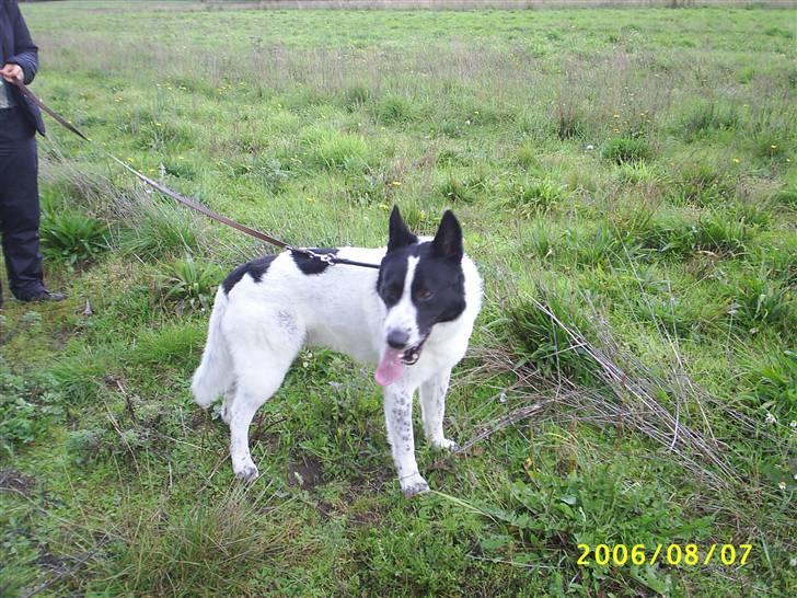 Blanding af racer basse:-* - her puster jeg fordi jeg har sprunget;D... billede 10