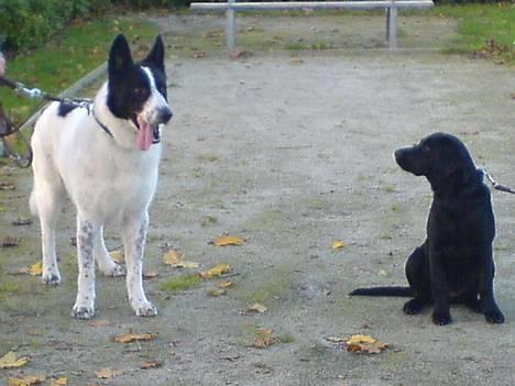 Blanding af racer basse:-* - miig og min lille veninde freja snakker lige med hinanden:D billede 11