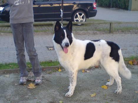 Blanding af racer basse:-* - her står jeg rigtig pænt;p billede 12