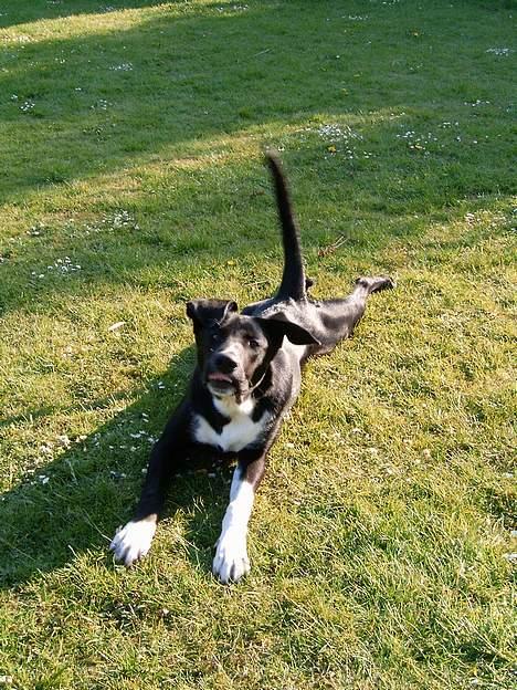 Blanding af racer Elvis - arh strækker mig lige lidt.. :) billede 2