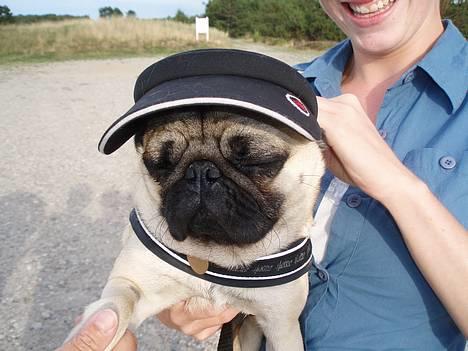 Mops Anton Sixten Milo - Anton... den fødte caddy hund ;0) billede 12