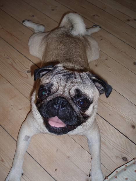 Mops Anton Sixten Milo - Jeg er en rigtig svømmer hund! billede 13