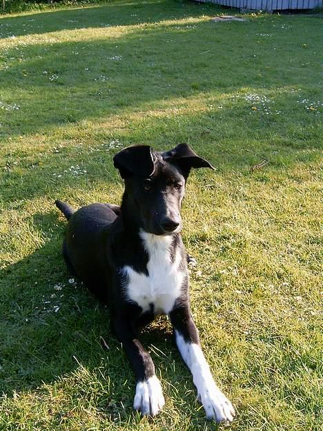 Blanding af racer Elvis - jeg får snart hold inakken .. skynd dig med de der billeder :S  billede 3