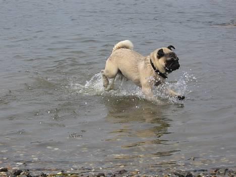 Mops Anton Sixten Milo - Wee, jeg så en fisk!! ;0) billede 14