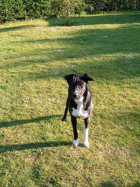 Blanding af racer Elvis billede 4