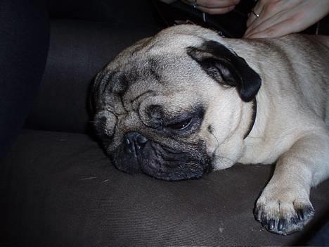 Mops Anton Sixten Milo - Zzzzzzzzzzzz......... billede 15