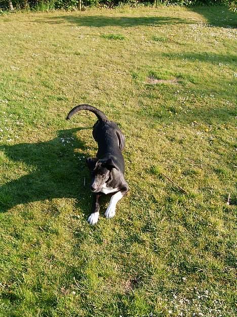 Blanding af racer Elvis billede 5